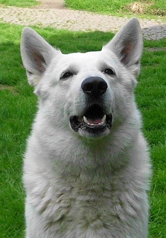 Weisser Schferhund von den Grenzgngern - Kenny of Country Roads